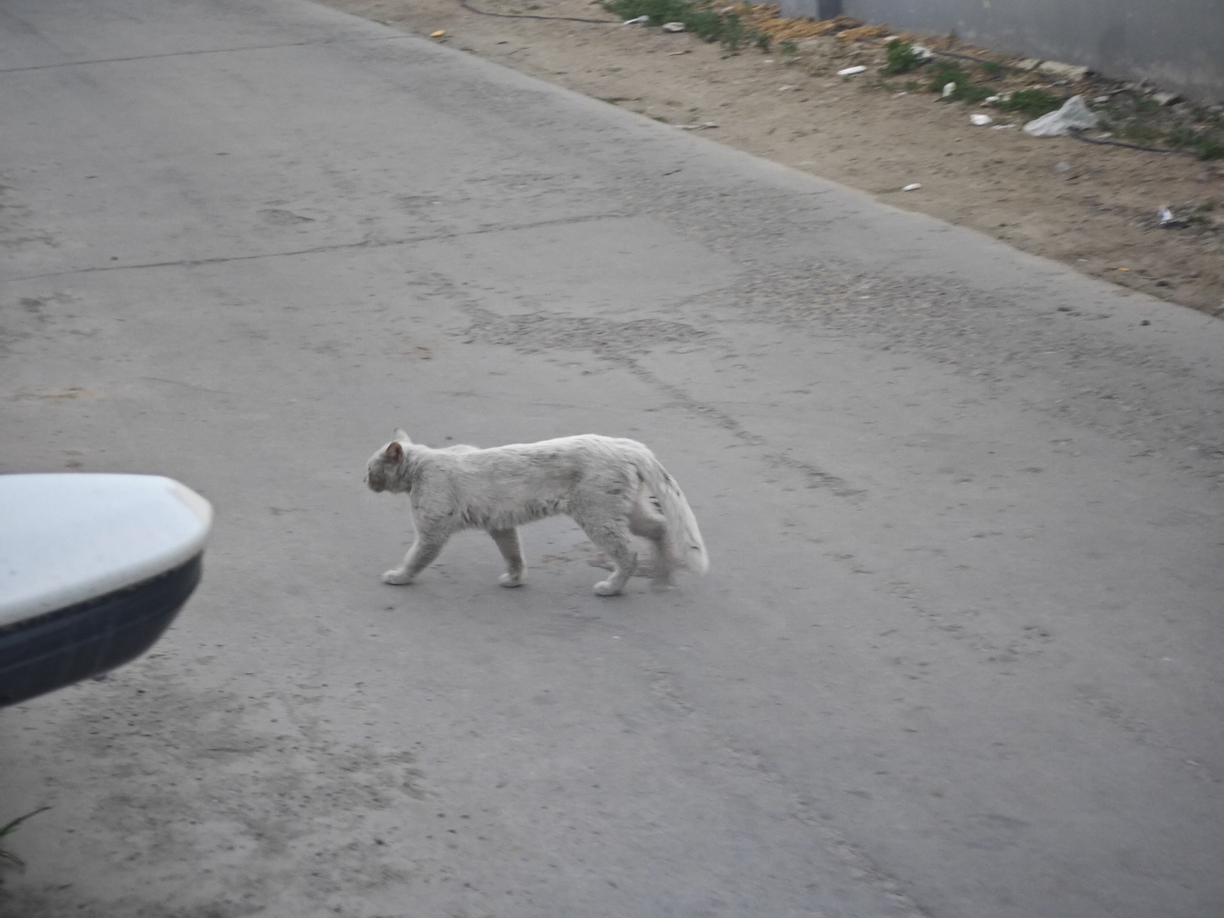 还是猫猫